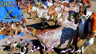 Madrasah Mandi Pakistan today fresh bakriyon ke rate