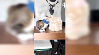 Baby Cats - Cute and ???? Funny Cat Videos Compilation #3