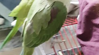 Coco parrot hand shaking