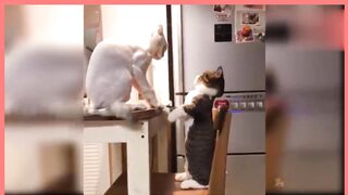 Cute and funny cats videos #baby cats#Aww animal