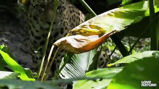 Jaguar_Vs_caiman_croc_to_the