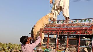 Best Hunting Dogs | Boar hunting with dogs | Fighter dogs.