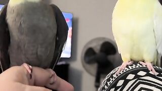 Are you like this parrot