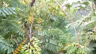 Belumbo Fruits