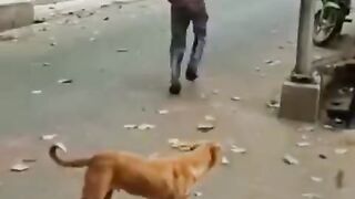 Indian Holi funny video ????????????