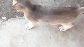 cat lover