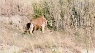 #wildlifeoftiktok #hunting #animalslifestyle #lion #wildlife