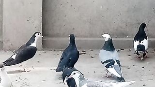 Beautiful birds