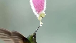 Hummingbird searching food