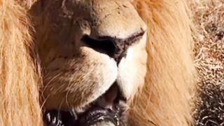 The lion king roaring and growling loud
