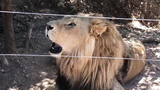 "Roaring Majesty: The Voice of the Lion" "The Resounding Roar: Unveiling the Lion's Voice" "Speaking Lion: Unlocking the Language of the Roar"