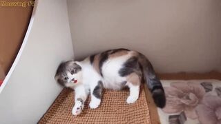 Cat give- birth- Cat -Give-Birth-five- kitten