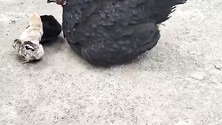 These are my new baby chicks