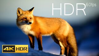 World Beautiful Animals 4K HDR Video 120fps _ AFRICAN KINGDOM 4K ULTRA HD 60fps VIDEO