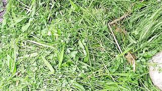 Goat feed very greeny and healthy