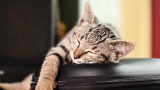 Cat cute sleeping