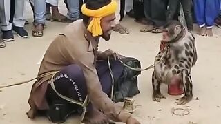 Funny monkey