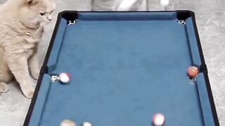 two cats are playing billiards