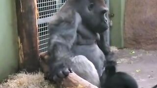 Gorilla Awali And his mischievous ????