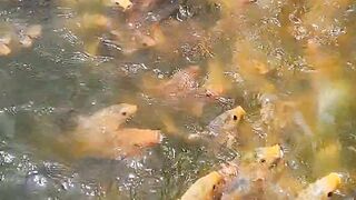 Amazing fish scene