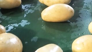 Fresh potato