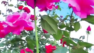 Flowers lover❤️❤️????????❤️❤️