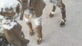Village vlog... goats baby????