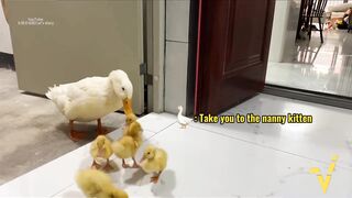 Funny cart vs ducklings