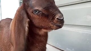 Baby goat, cattle, beauty of nature