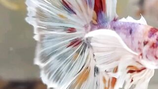 Aquafish