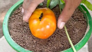 Plants New experience