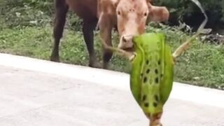 Funny dance