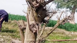 Sher bat Bart had wasting AsadAlihashim