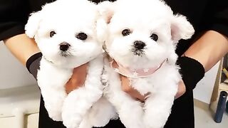 Cute little bichon puppies