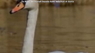videos
