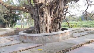 Village News: Ancient Tree Stands Tall for Over a Millennium