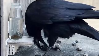 Thirsty crow