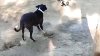Funny funny videos.