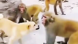 Hilarious Animal Antics Caught on Camera!