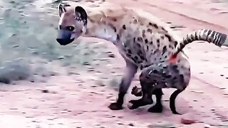 Deer and Hyena fight for life