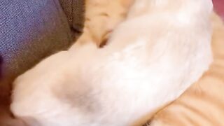 Cat Love Video