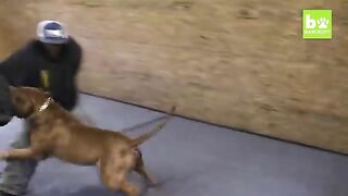 Giant-Pit-Bull-Hulk-The-Newborn-Baby