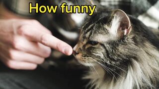 Funny Cat
