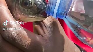 DRINKING FISH