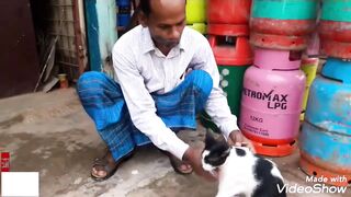 love for cats