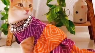 Funny Dogs And Cats Videos 2024 ???? - Best Funniest Animal Videos Of The week #15