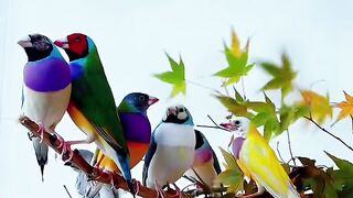 Beautiful birds in forest