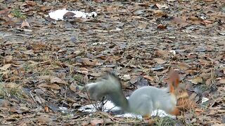 The Nutty Chronicles: Squirrels Gone Wild#Funny video#funny animals