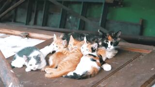 cute cat familly