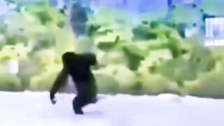 Monkey weather????????
